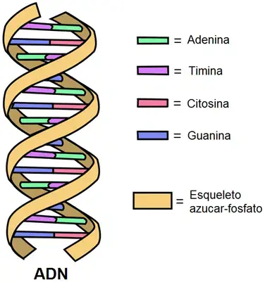 Molécula de ADN con sus partes