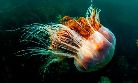 Fotografía de una medusa.
